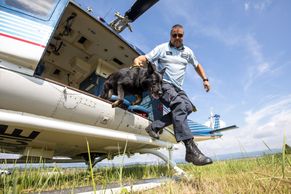 Foto: Policejní psi cvičili v Mostě přelety vrtulníkem. Šlo jim to skvěle