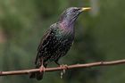 Ptáci nezpívají jen při námluvách. Při zpěvu se jim v těle vytváří droga, tvrdí vědci