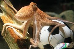 Chobotnice předpovídala výsledky japonských fotbalistů na MS. Rybář ji prodal a Japonci vypadli