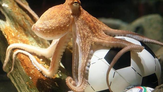 Chobotnice, která předpověděla výsledek šesti zápasů mistrovství světa v roce 2010.