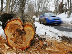 Pořadatelé měli před zahájením šumavské rallye spoustu práce s odklízením následků nedávného silného větru.