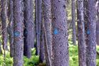Rakušané chválí šumavský park za boj s kůrovcem