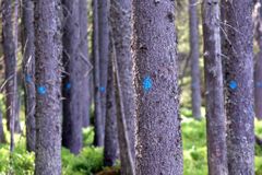 Rakušané chválí šumavský park za boj s kůrovcem