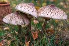 Za týden začnou růst houby. Odborníci čekají bohatou úrodu