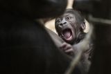 Návrhy na jméno pro gorilího samečka bude zoo přijímat na svých webových stránkách.