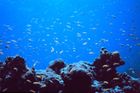 Korálové útesy v ohrožení. Kvůli úbytku žraloků