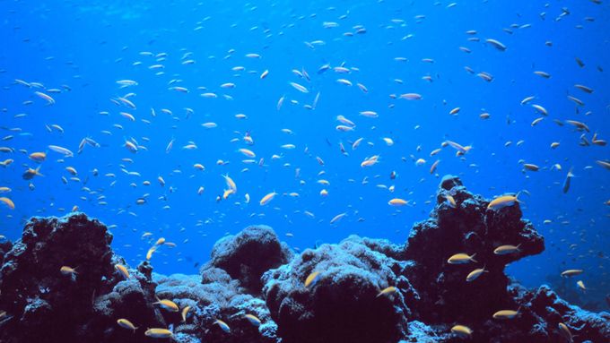 Nově vzniklá mořská rezervace má chránit mnoho druhů podmořské flóry a fauny.