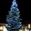 Vánoční stromy - Hradec Králové