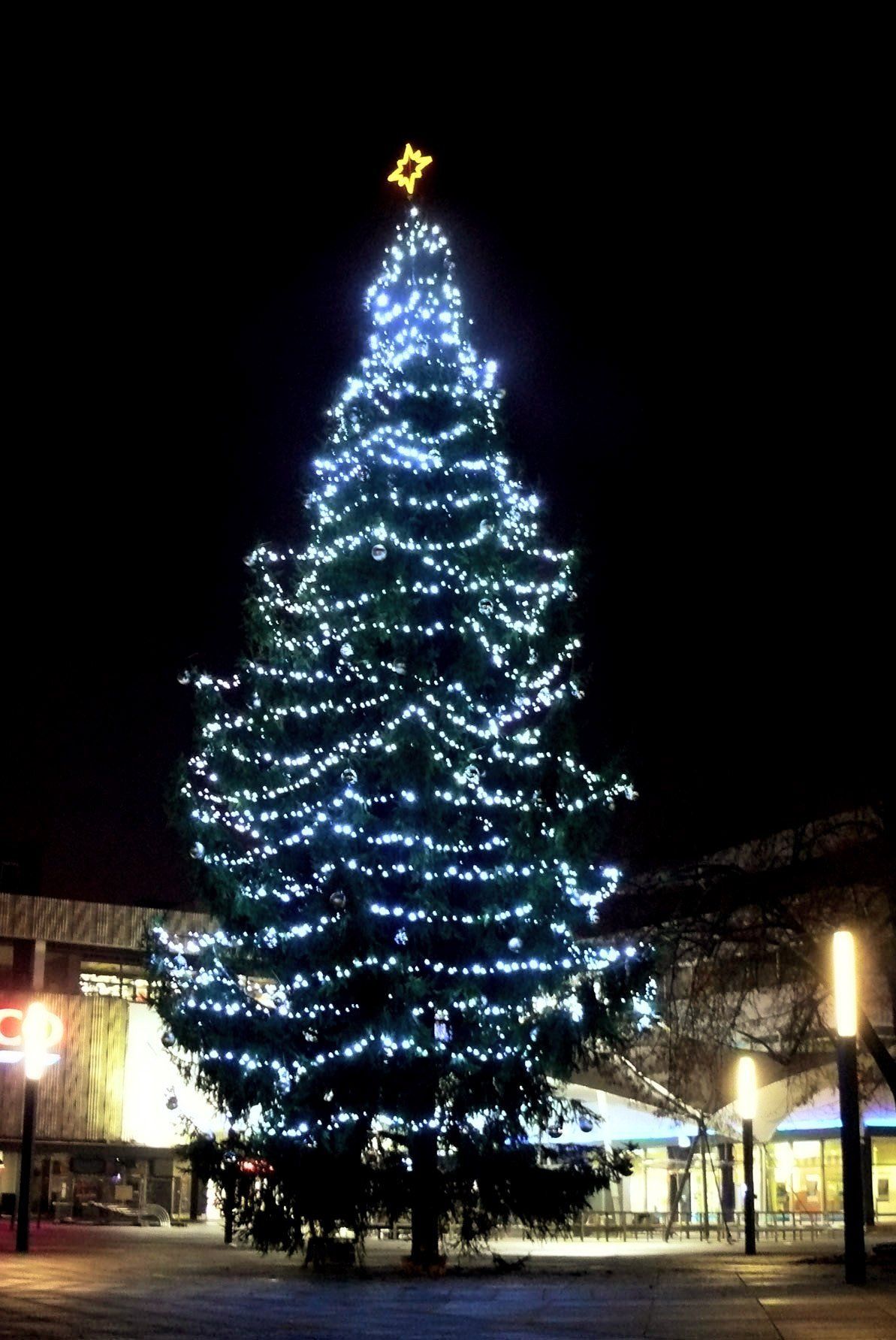Vánoční stromy - Hradec Králové