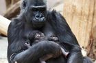 V pražské zoo se narodilo gorilí mládě. O březosti matky pečovatelé neměli ponětí