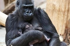 V pražské zoo se narodilo gorilí mládě. O březosti matky pečovatelé neměli ponětí
