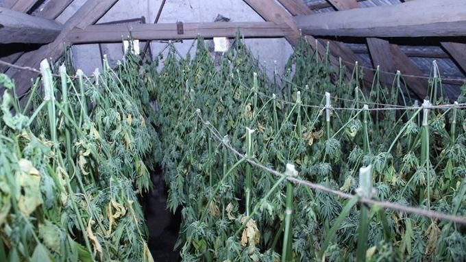 Celníci našli 40 kg marihuany a 631 rostlin konopí.