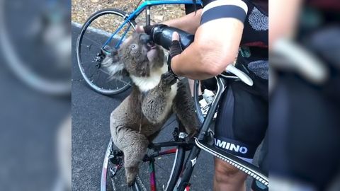 Zoufalý koala běžel k cyklistům pro vodu, medvídkovi z veder úplně vyprahlo