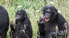 šimpanz bonobo