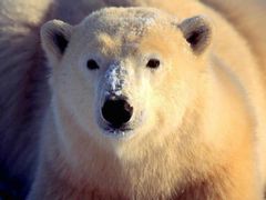 Lední medvěd je poprvé mezi ohroženými druhy - vinou oteplování.
