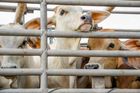 Kopání, vláčení, šoky. Aktivisté natočili týrání zvířat na středočeských jatkách