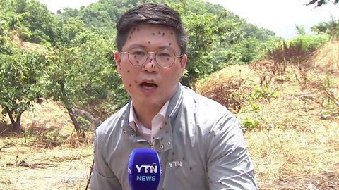 Invaze much. V Jižní Koreji se přemnožily z půdního hnojiva