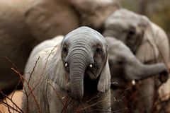 Obchodování se slonovinou zůstane zakázáno, Namibie a Zimbabwe už výjimku nedostaly