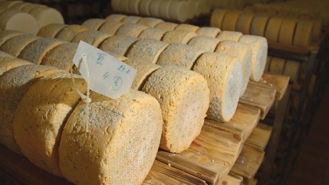 Výroba sýru Niva.