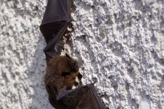 Stovky vzácných netopýrů zemřely při opravě domu