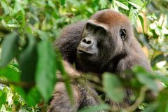 Vrtulníky OSN zachránily gorily z válečné zóny v Kongu