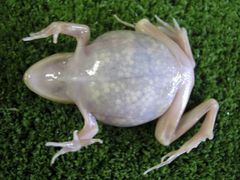 Po průsvitných žábách slibují vědci z Hirošimy žáby svítící a lepivé...