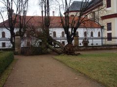 Řádění vichřice nevydržel ani staletý strom ve francouzských zahradách Státního zámku v Litomyšli.