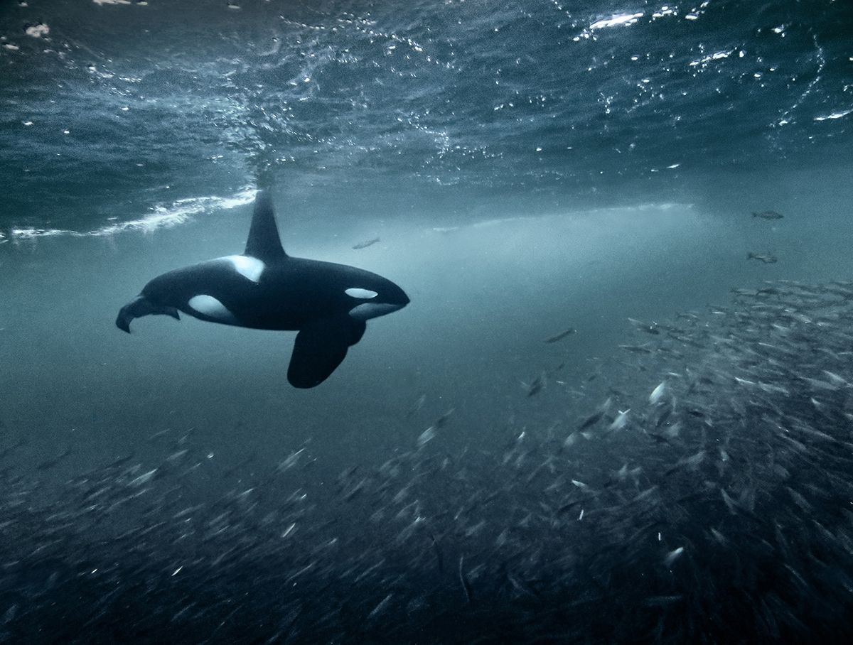 Underwater Photographer of the Year 2017: Vítězové soutěže