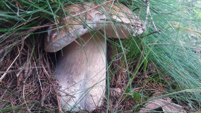 houby ve Slavkovském lese 6