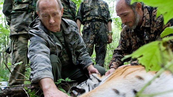 Vladimir Putin připevňuje na jednoho z tygrů monitorovací zařízení
