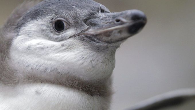 Dvouměsíční mládě tučňáka Humboldtova ze ZOO Praha
