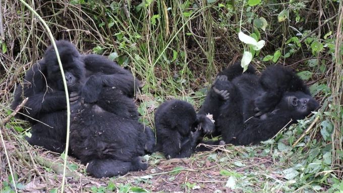 Gorily horské v Národním parku Virunga v Demokratické republice Kongo.