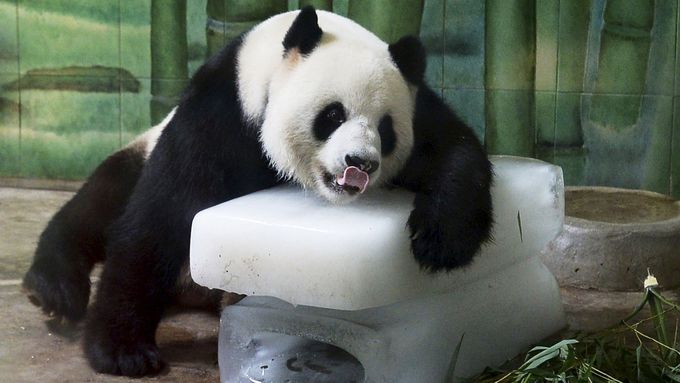 Panda, ilustrační foto.