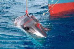 Ukradli japonští velrybáři maso kytovců? Rozhodne soud