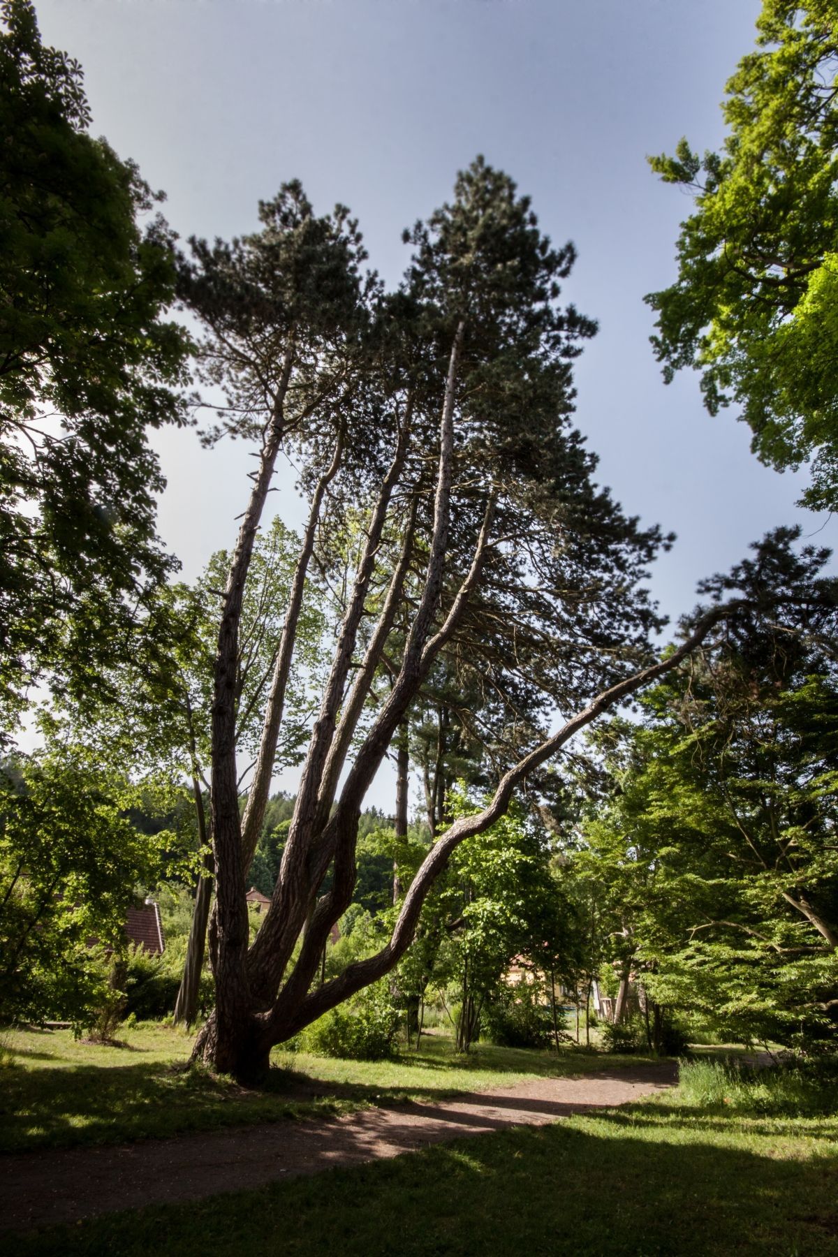 Strom roku 2014 - Opatovická borovice