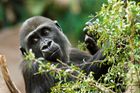 Gorilí celebrita Moja čeká ve Španělsku své první mládě