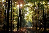 2. místo v kategorii Krásy lesa: Krásný podzim, Maria Katarzyna Chlebek