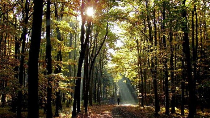 Lesy ČR hledaly dodavatele lesních prací pro 60 různých území.