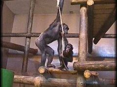 Šimpanzi mají k lidem v mnohém blízko.
