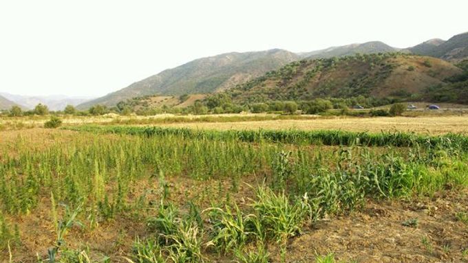Pěstování Marihuany je v Maroku podle odhadů až dvěstěkrát výnosnější než pěstování tabáku.