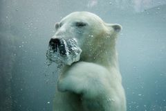 Oceány se oteplují, ledních medvědů ubývá. Přicházejí o kry, na kterých si loví potravu