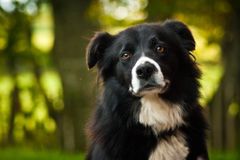 Lassie se vrací 2. Pastevecký pes ušel 400 kilometrů, aby se vrátil ke svým původním majitelům