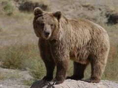 Vlci a medvědi mají zvednout návštěvnost soukromé přírodní rezervace.