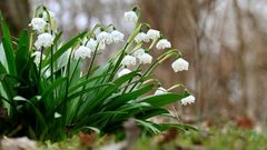 Bledule jarní (Leucojum vernum), příchod jara, jaro, konec zimy, ilustrační foto