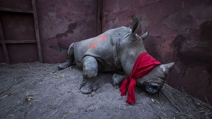 Snímek nosorožce od Neila Aldridge vyhrál v kategorii Životní prostředí (jednotlivé snímky). V galerii najdete kompletní přehled oceněných fotografů.