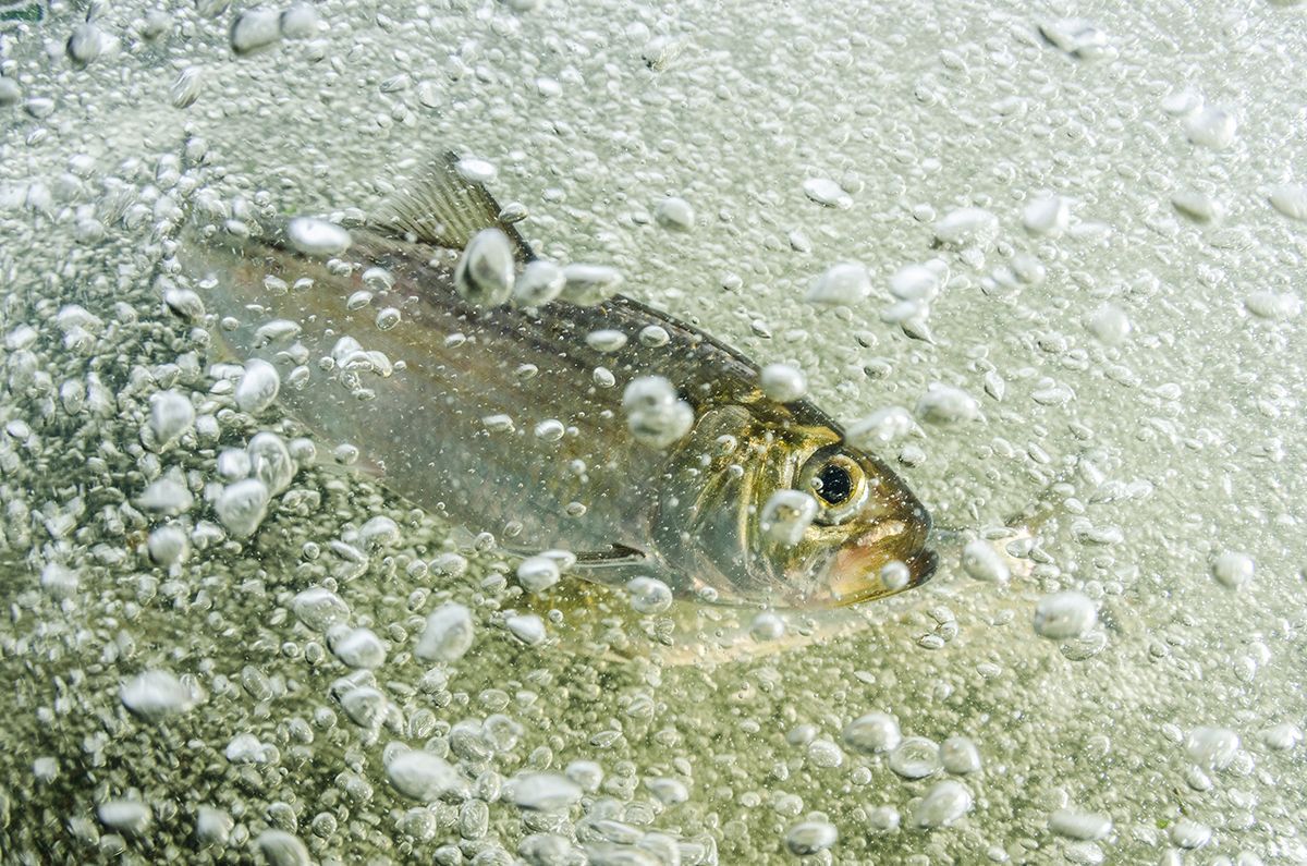 Underwater Photographer of the Year 2017: Vítězové soutěže