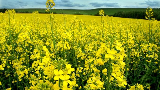 Ekologům hlavně vadí použití herbicidu k dosoušení řepky, kukuřice nebo slunečnice před sklizní.
