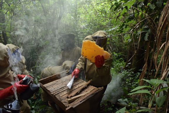 Česko-kamerunská neziskovka učí místní například včelařit.
