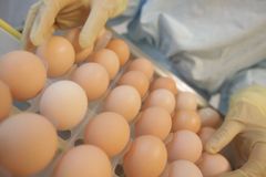 Slovenští veterináři objevili jedovatý fipronil ve vařených vejcích vyrobených v Česku