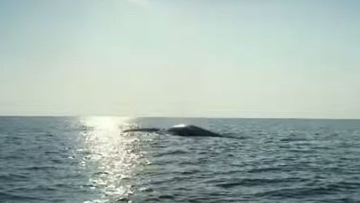 velryba modrá